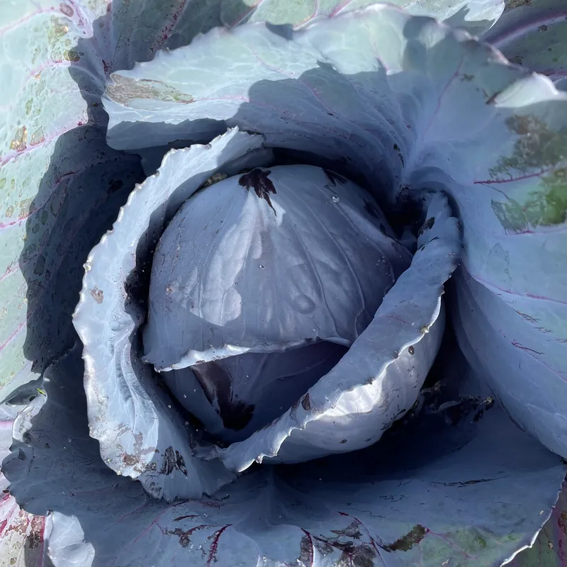 Giant Purple Cabbage