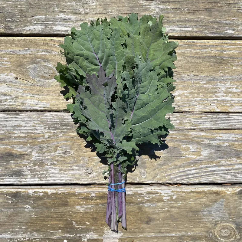Red Russian Kale Bundle