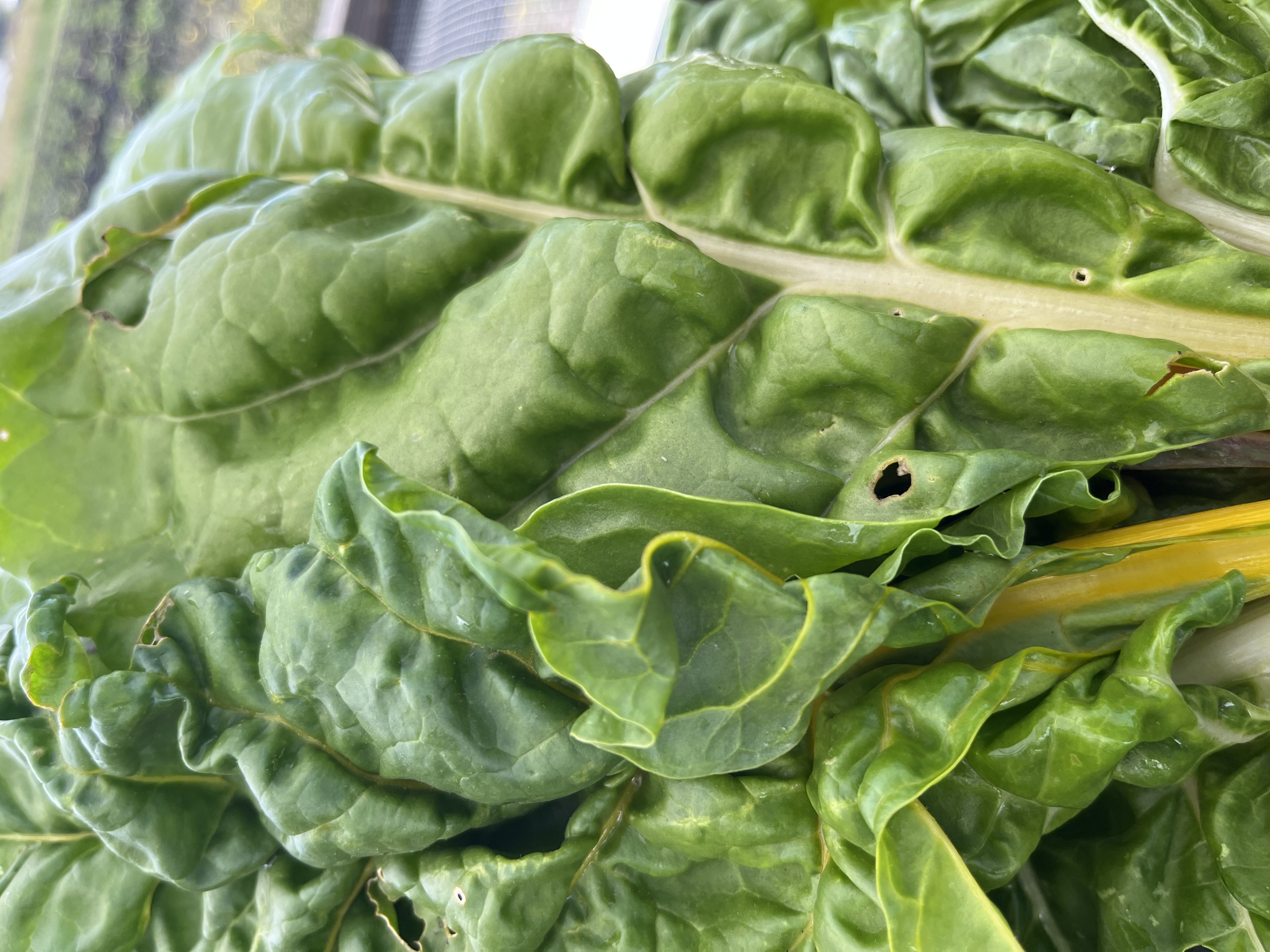 Swiss Chard