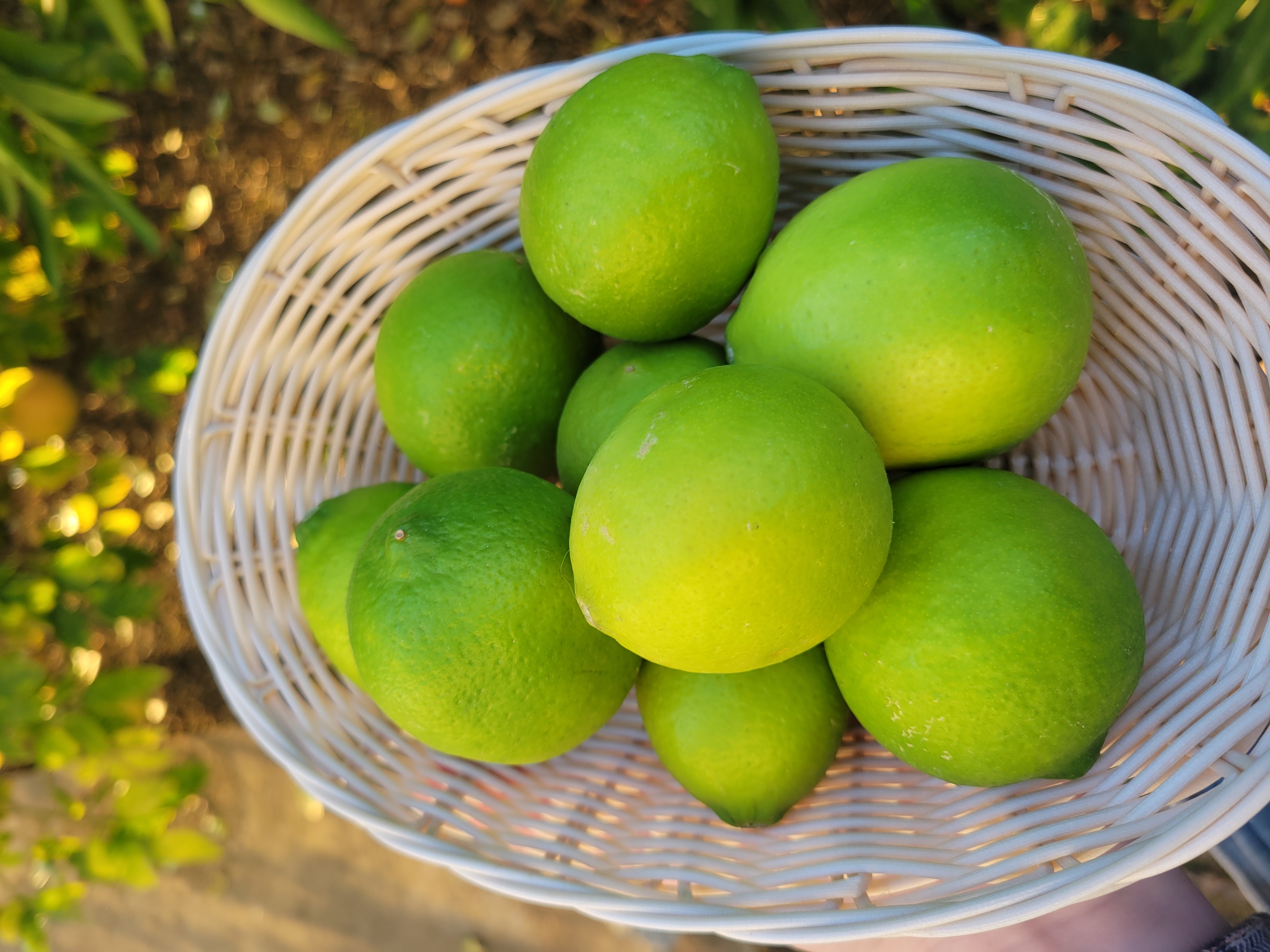 Bearss Limes (3 per order)