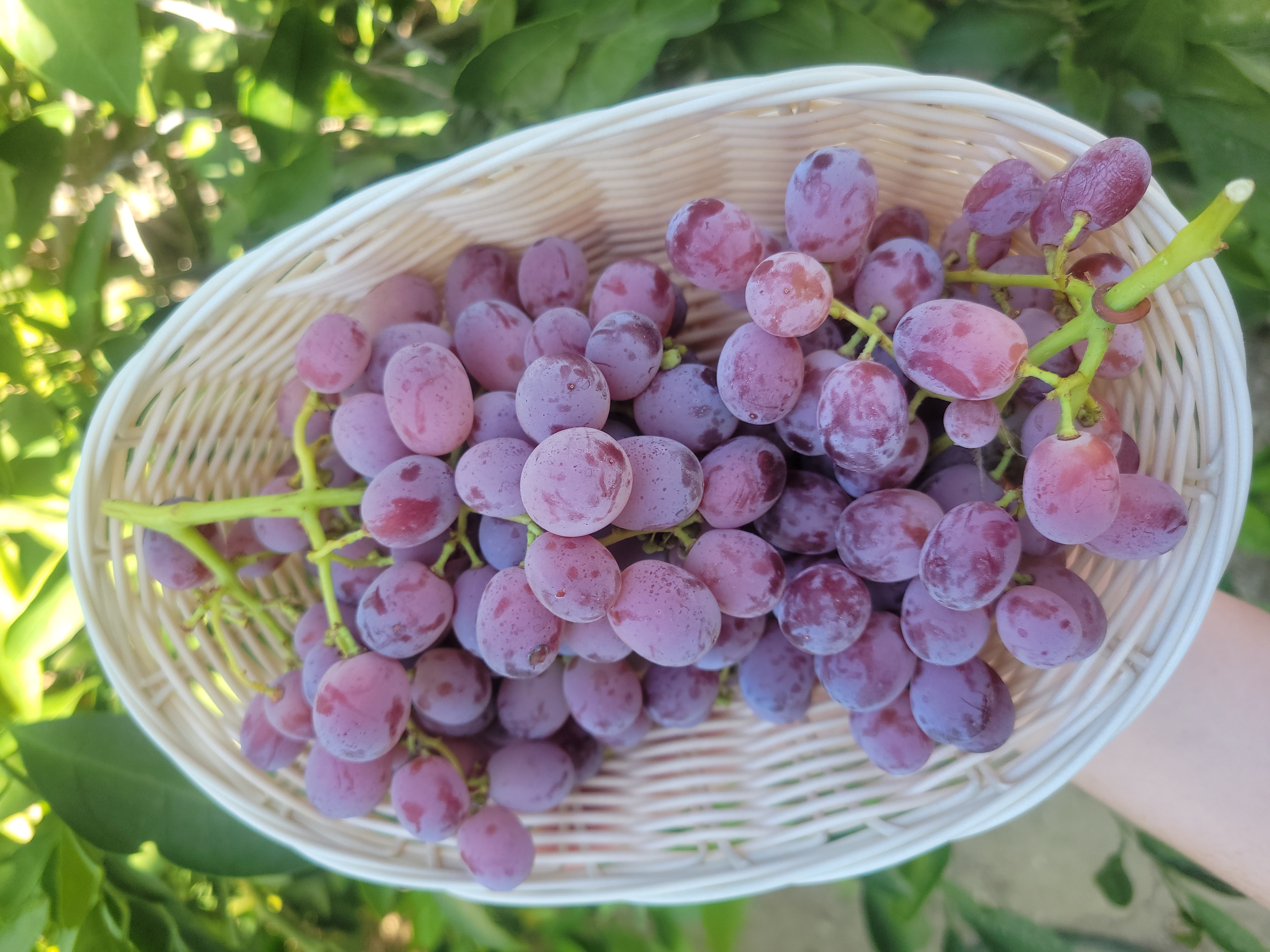 Red Flame Grapes - 1LB