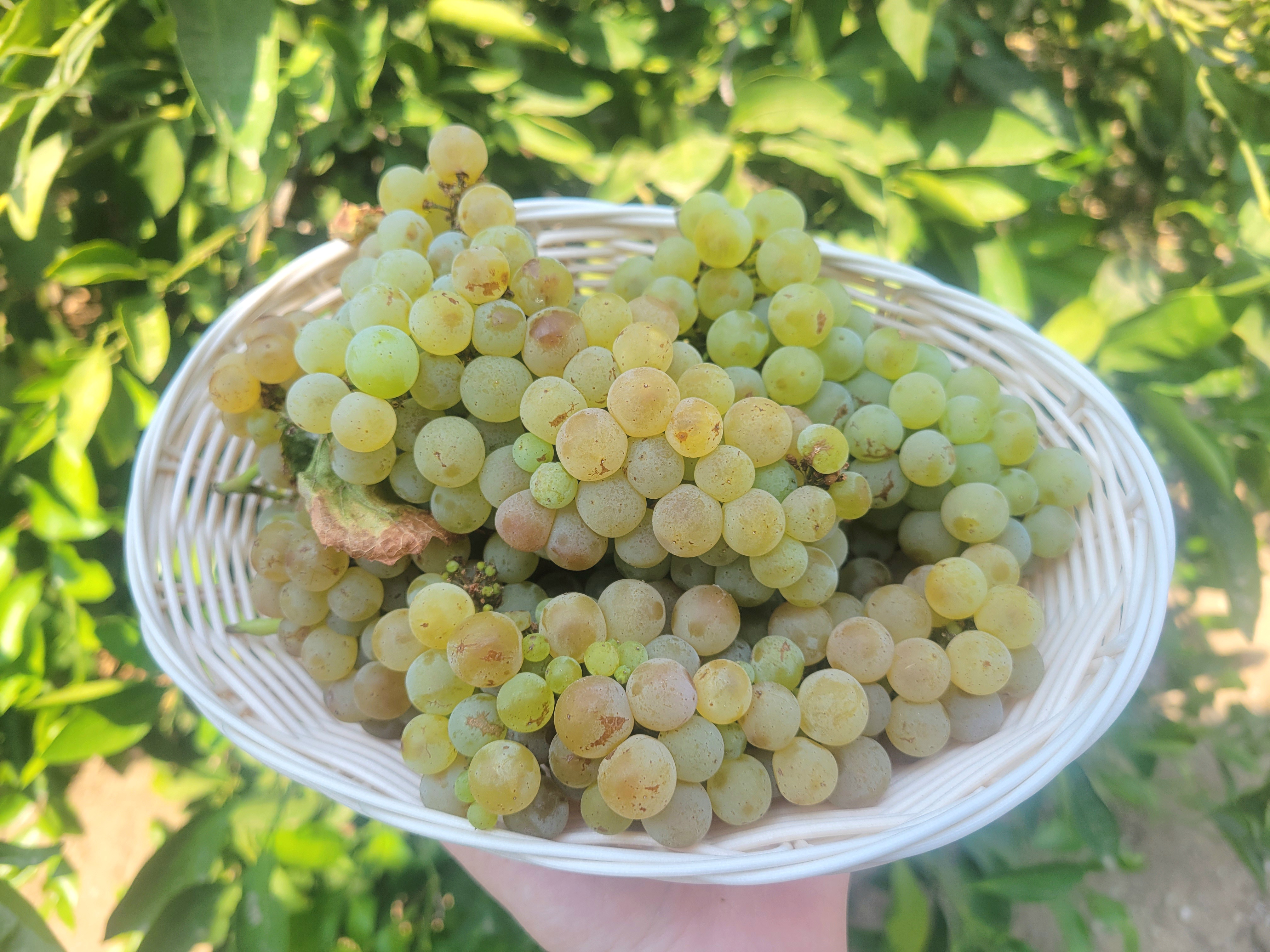 Chardonnay Grapes for Jelly- 2LBS