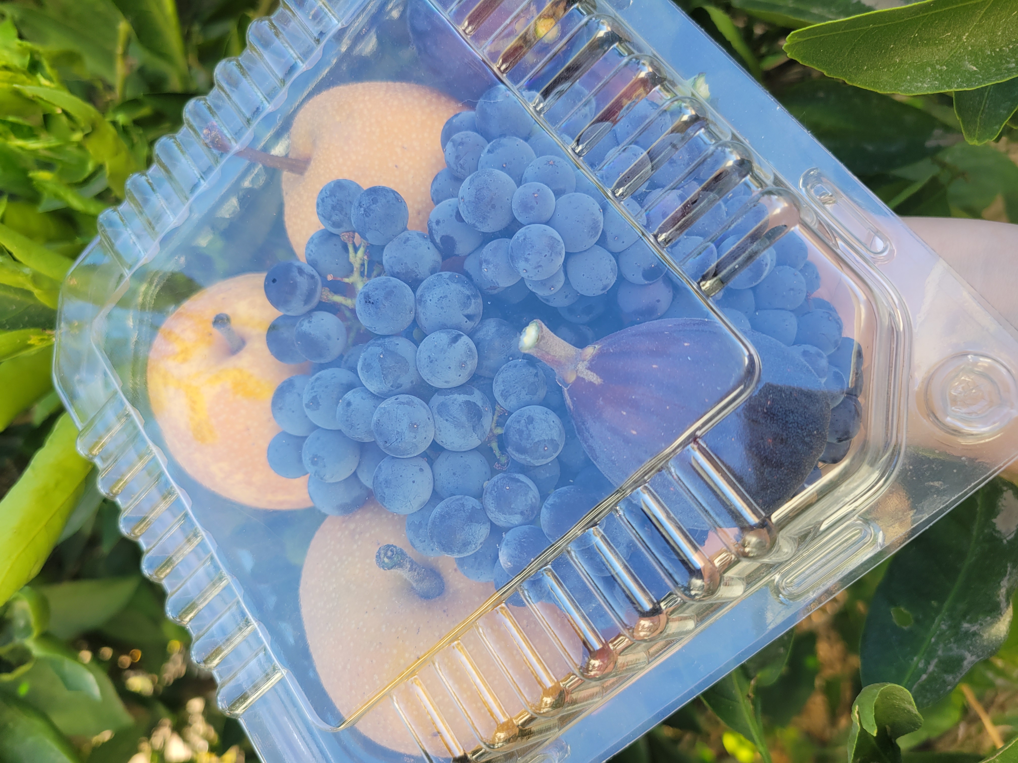 Harvest Sample Box (serves 2)