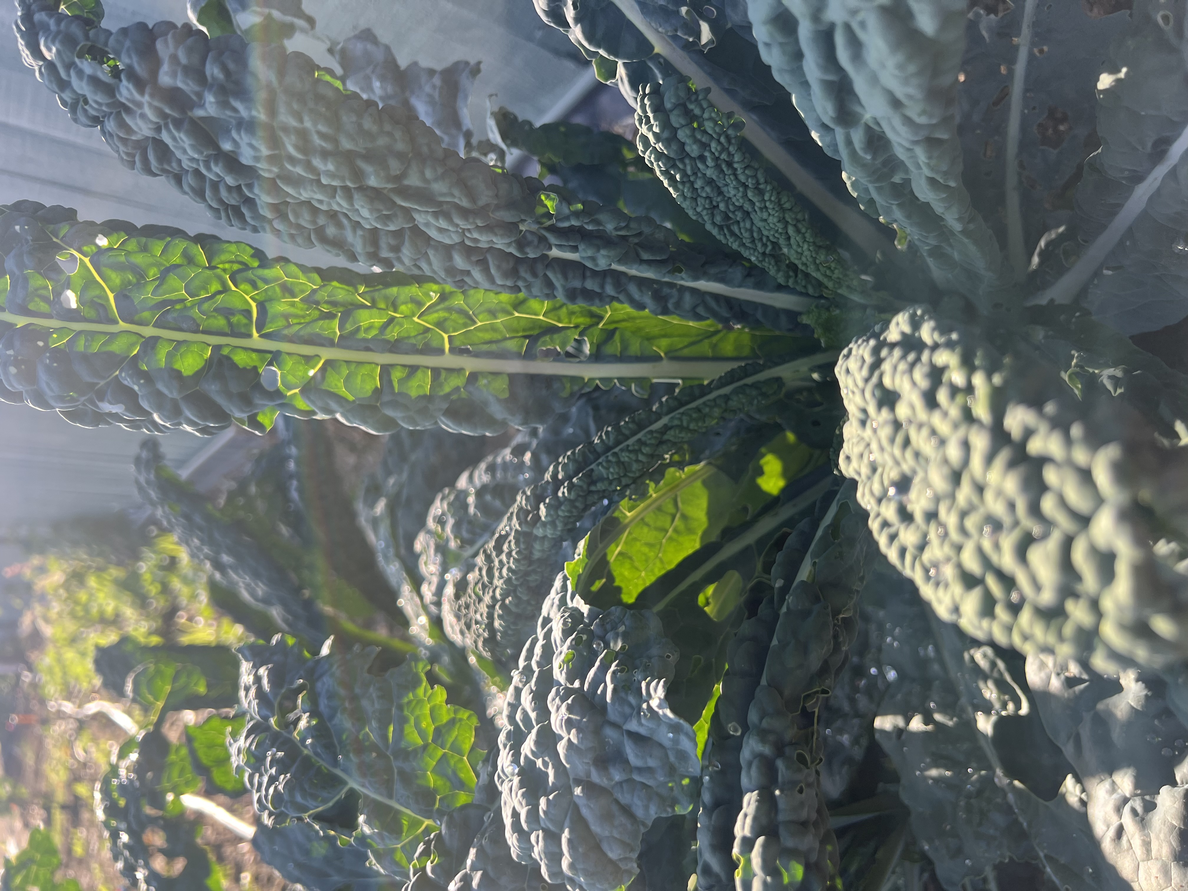 Lacinato Kale (Dinosaur Kale)