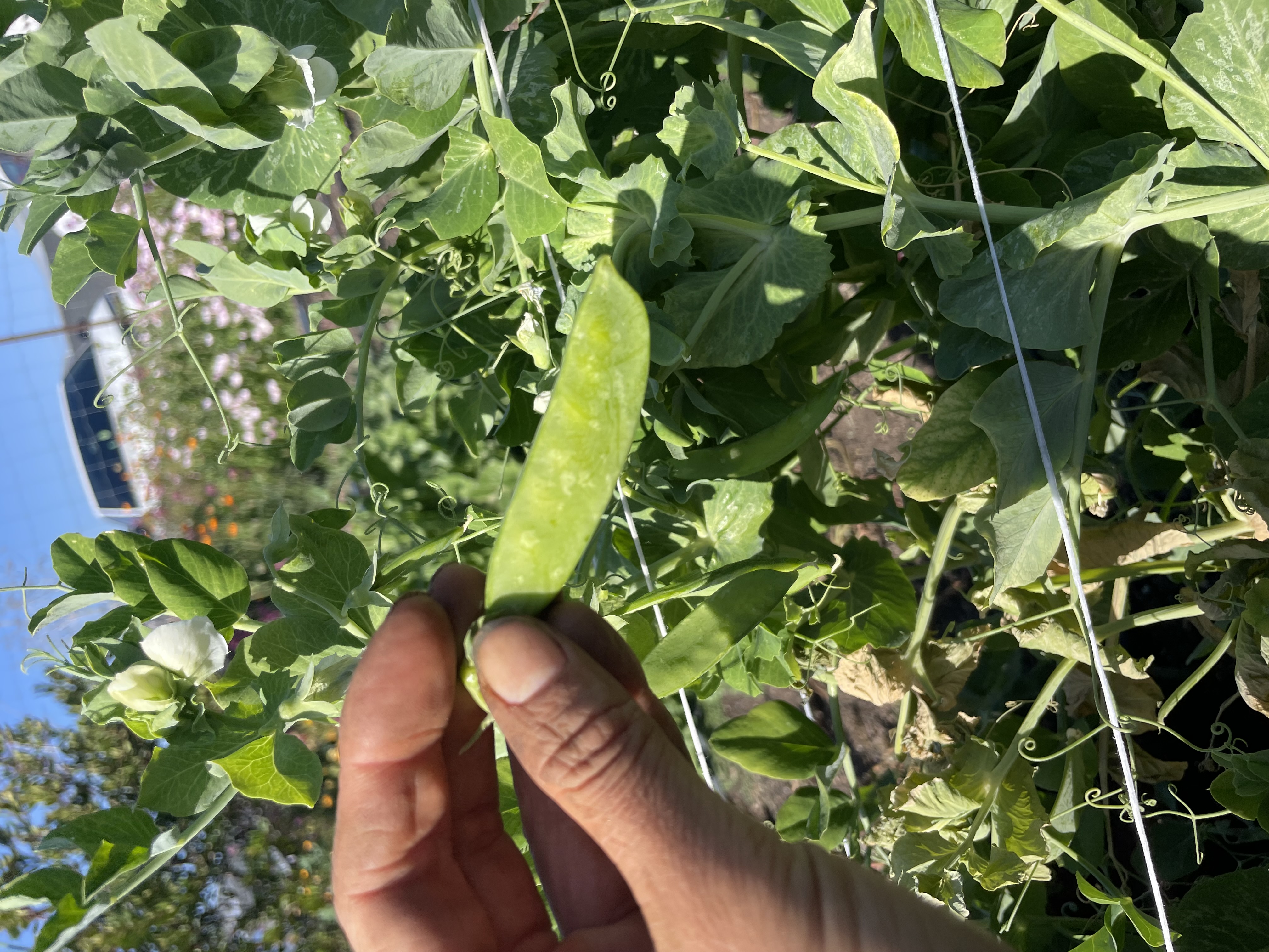Snow Peas, pint