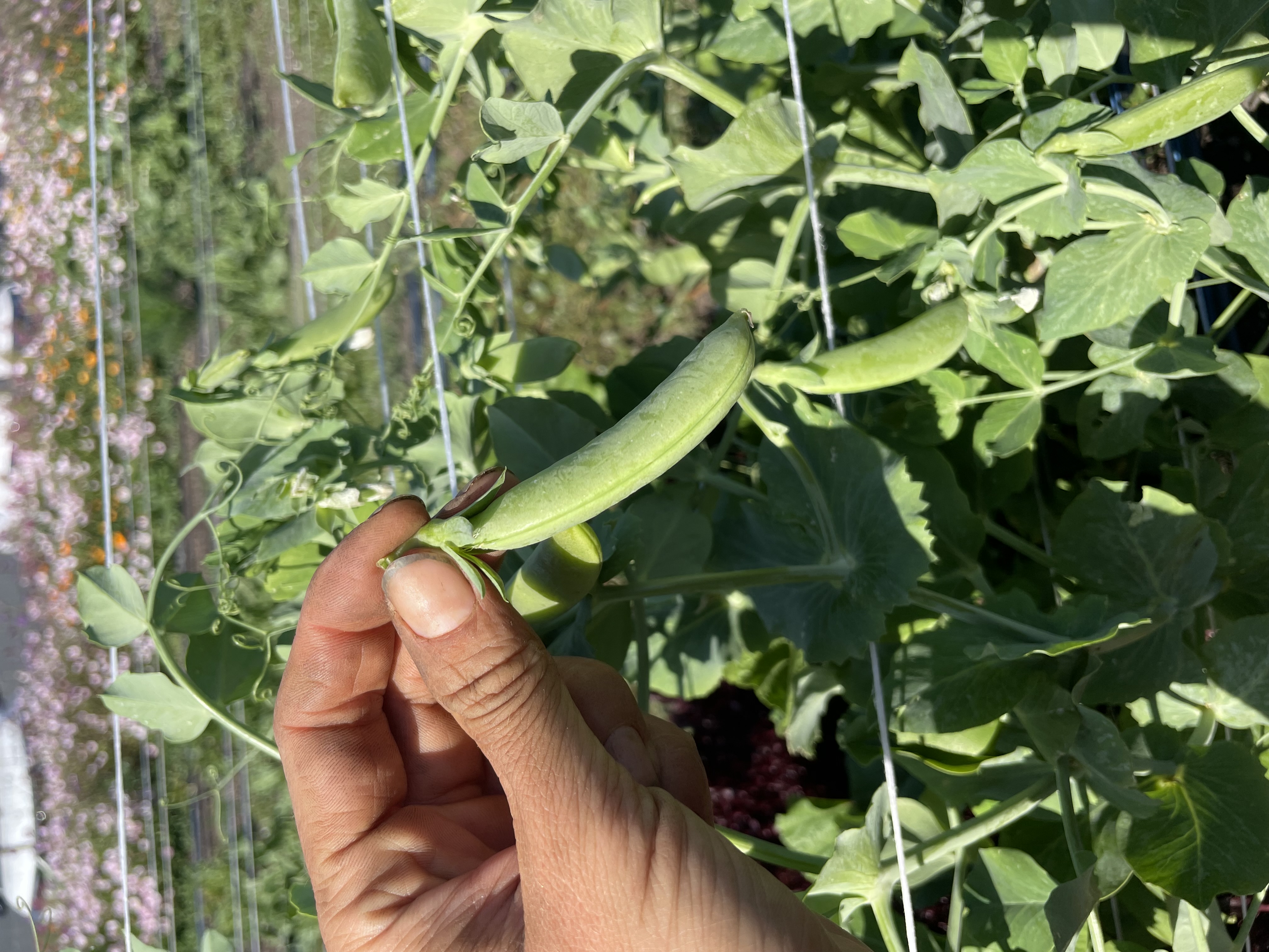 Snap Peas, pint