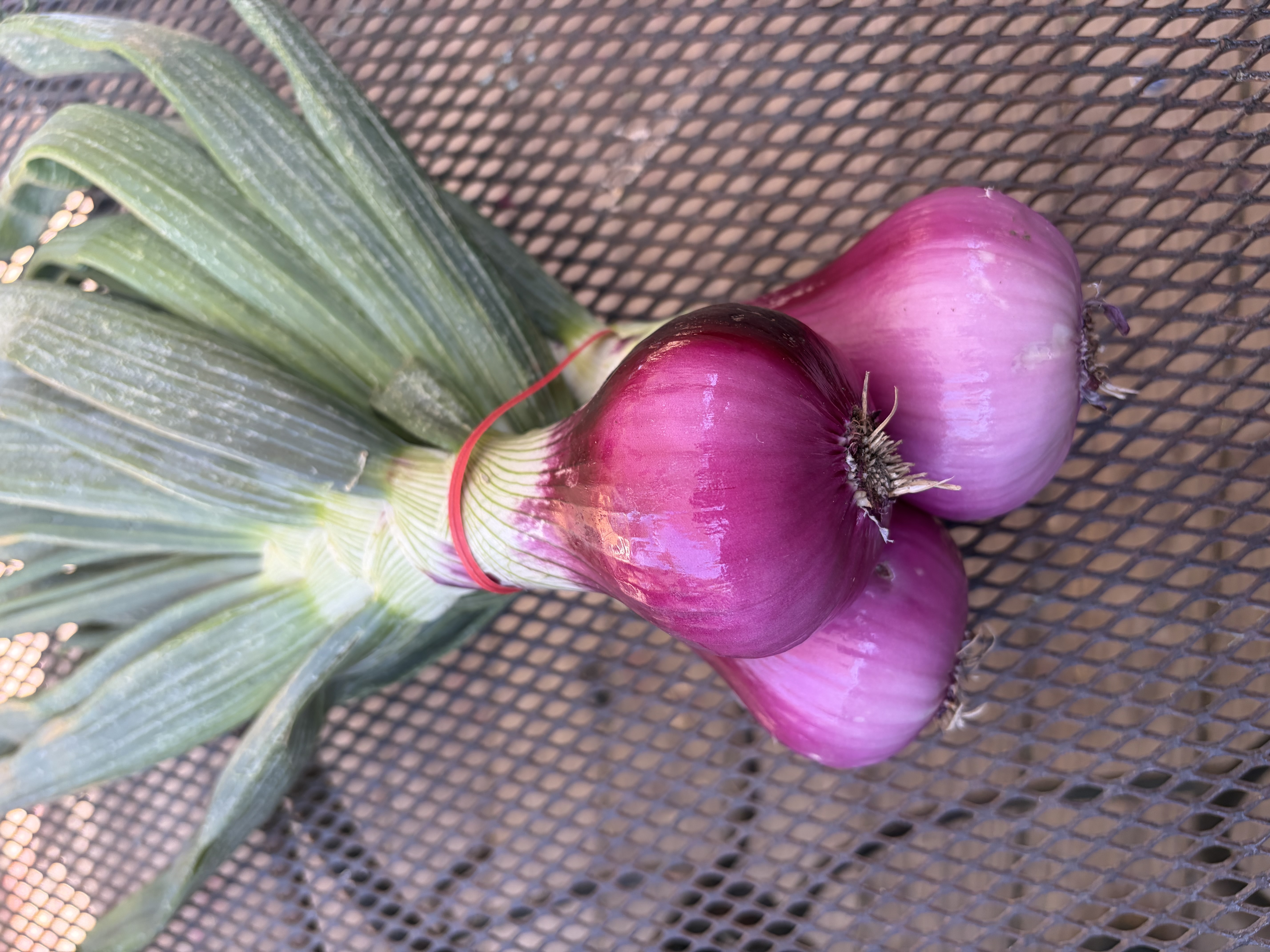 Fresh Red Onion (bunch)