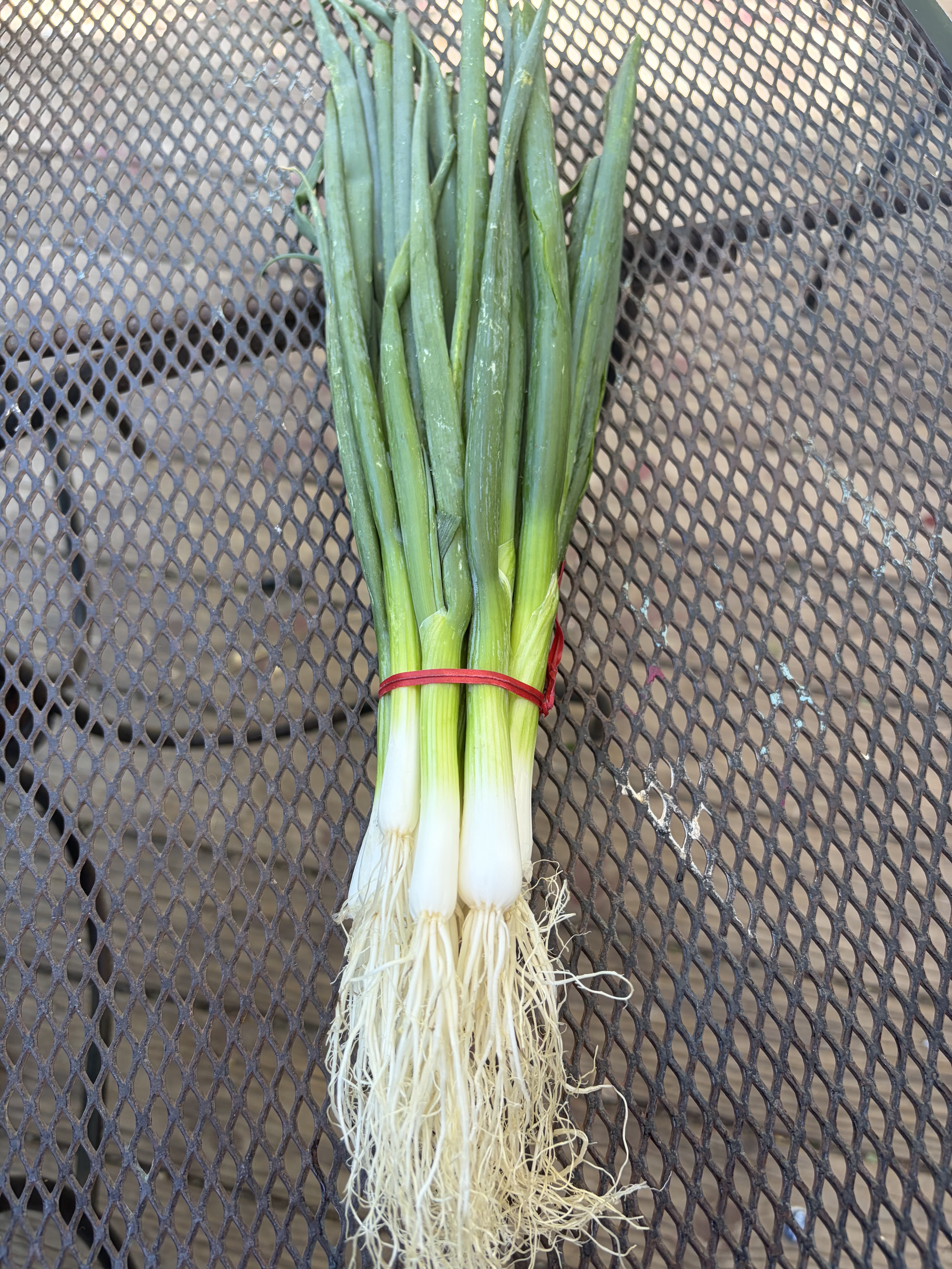 Green Onion