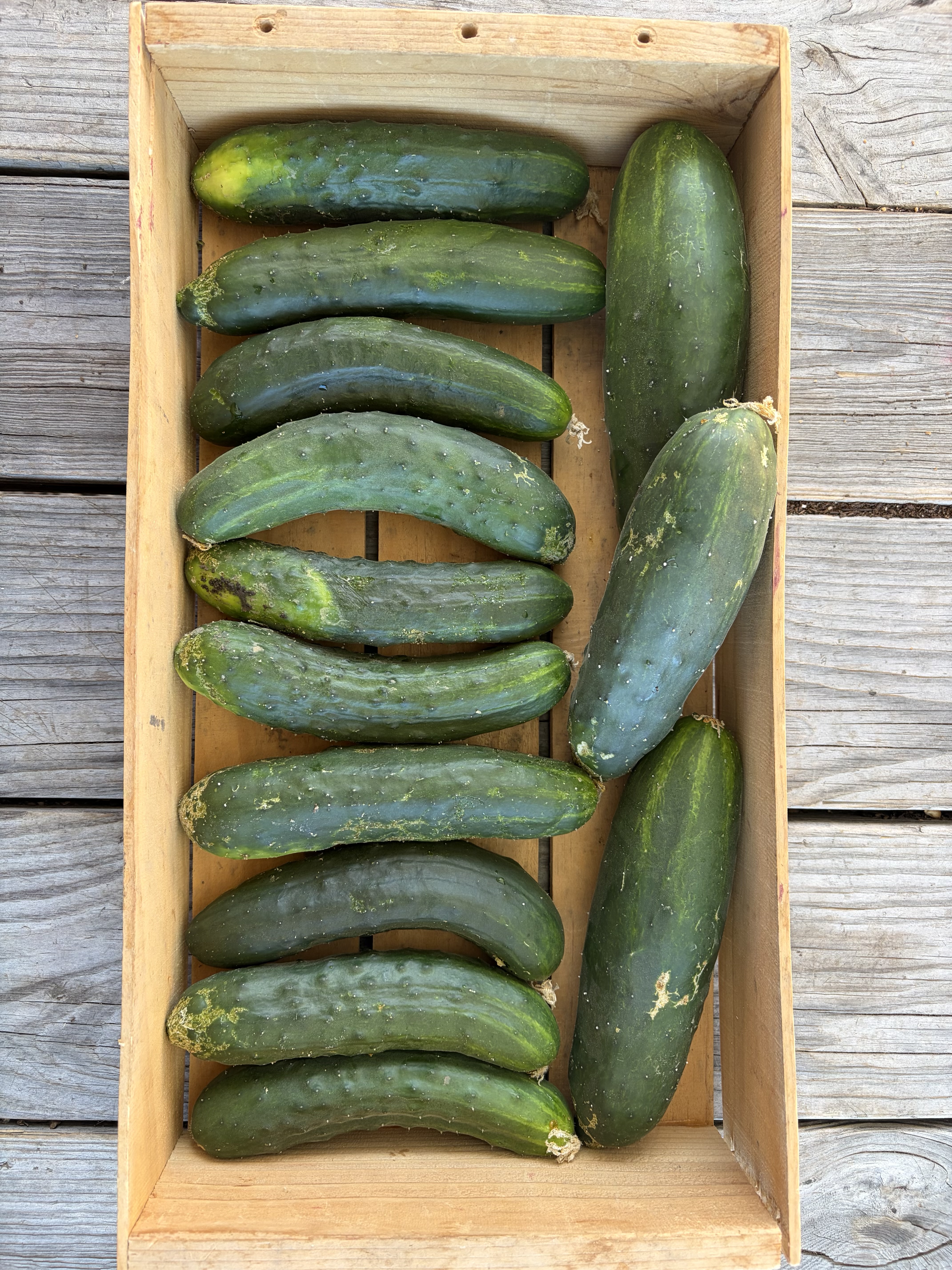 Cucumber (ea)