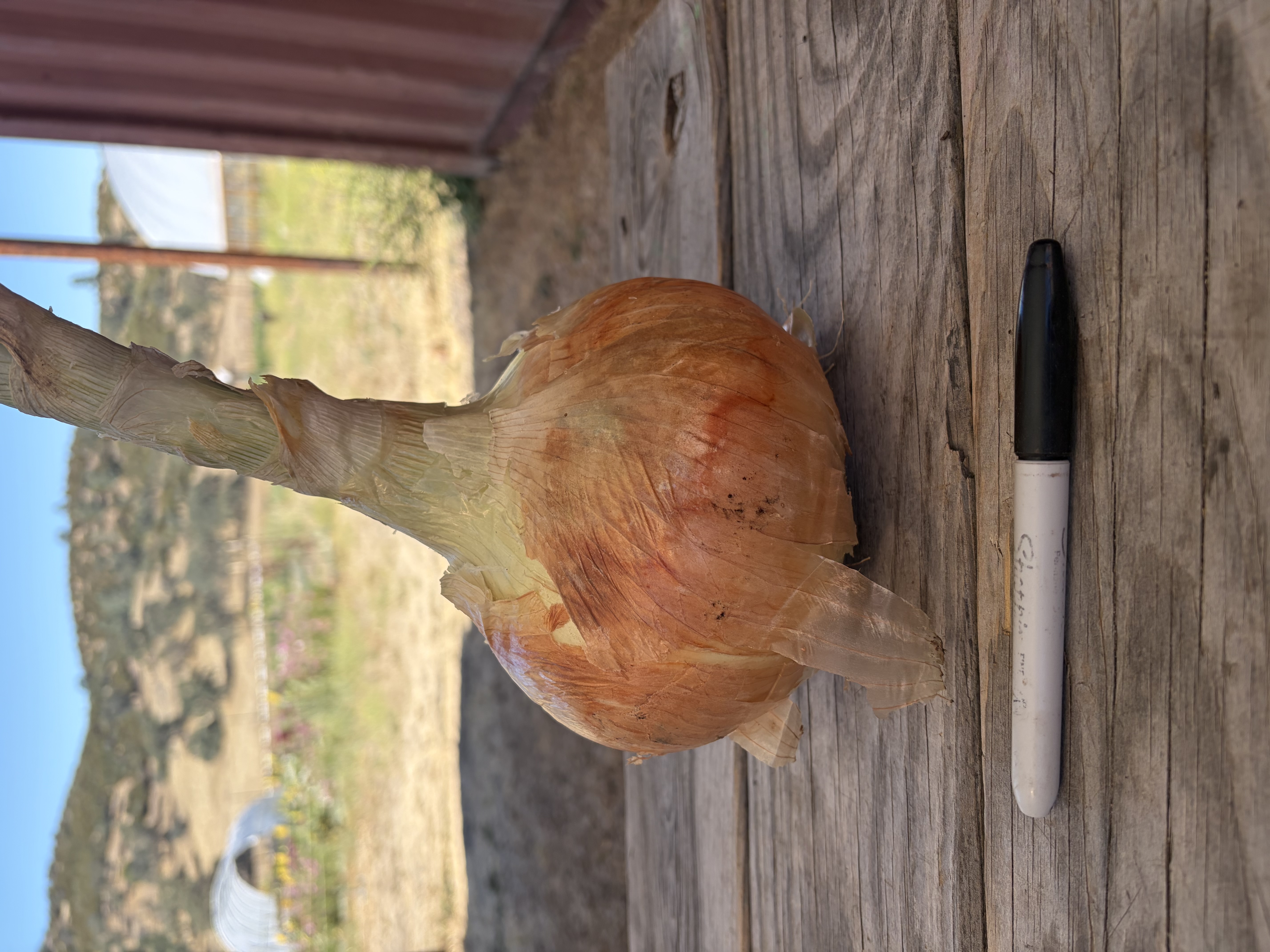 Sweet "Candy" Onion