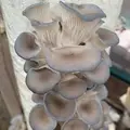 Morro Bay Mushrooms