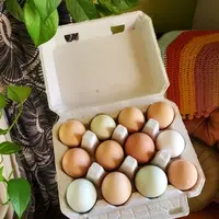 Grandpa Rossi's Garden Grandpa Rossi's Garden