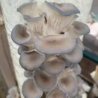Morro Bay Mushrooms Morro Bay Mushrooms