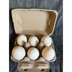 Pekin Eggs